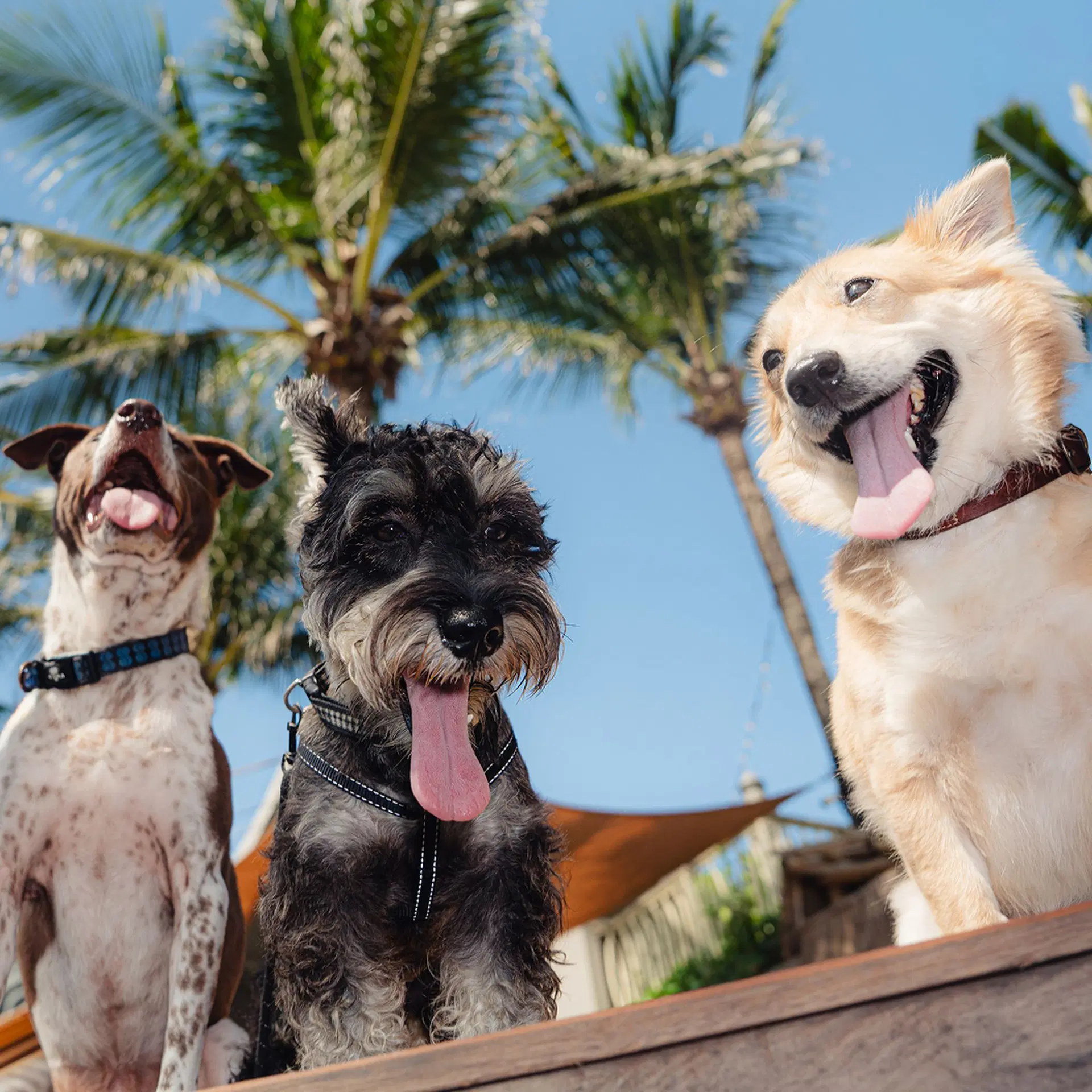Three dogs at the pet-friendly Potato Head Beach Club