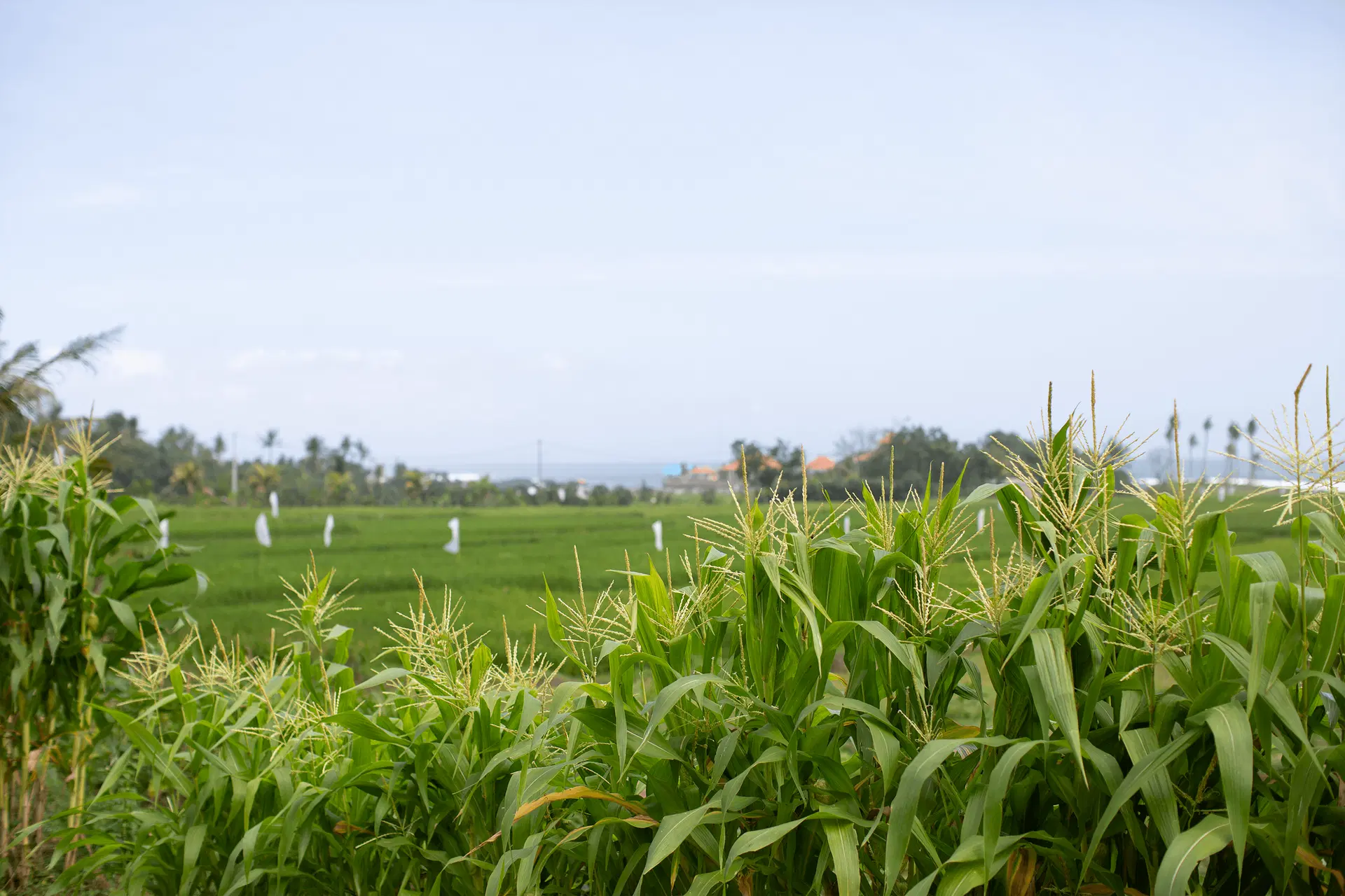 Copy of IMG_4472 (1).png