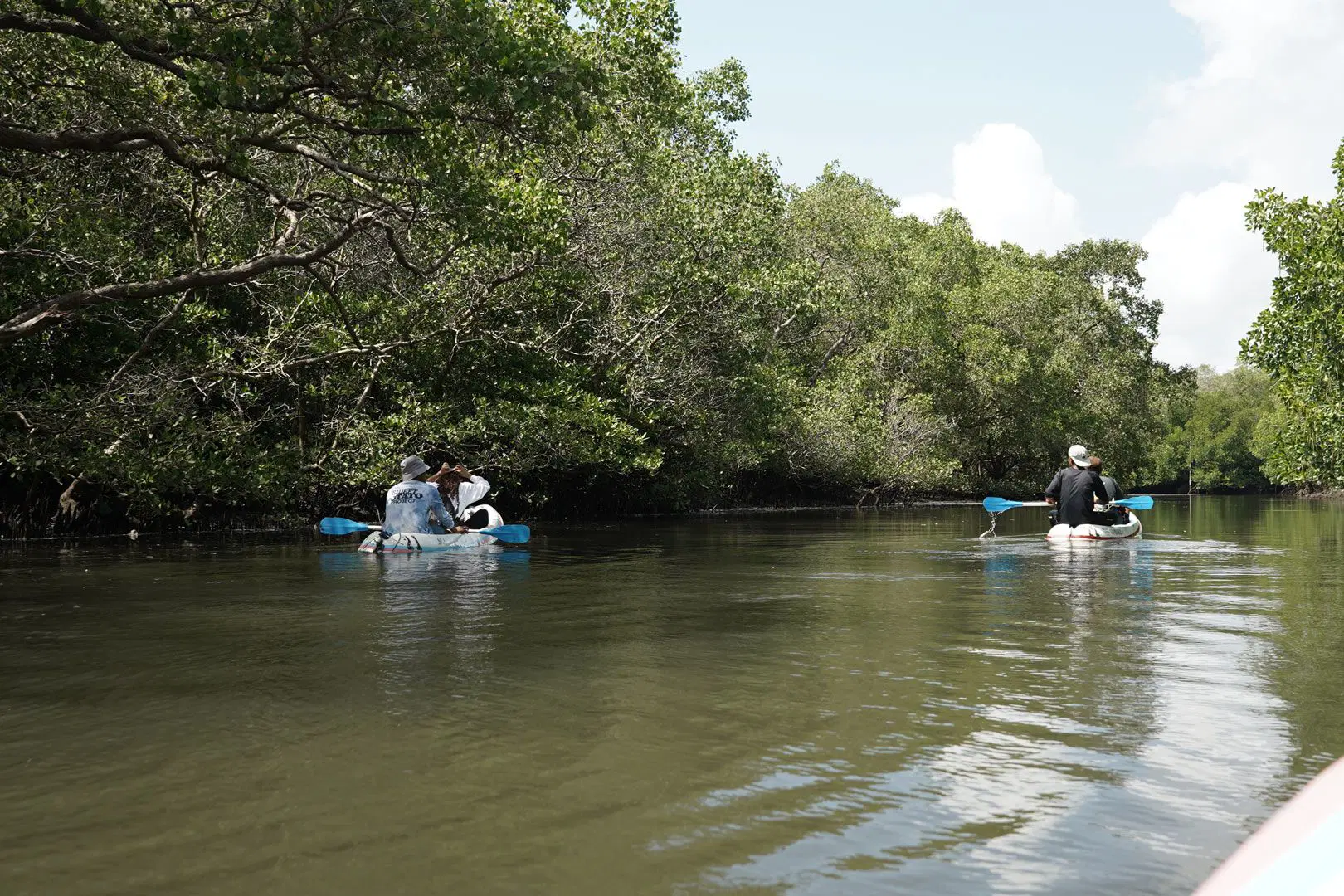 Mangrove Conservation