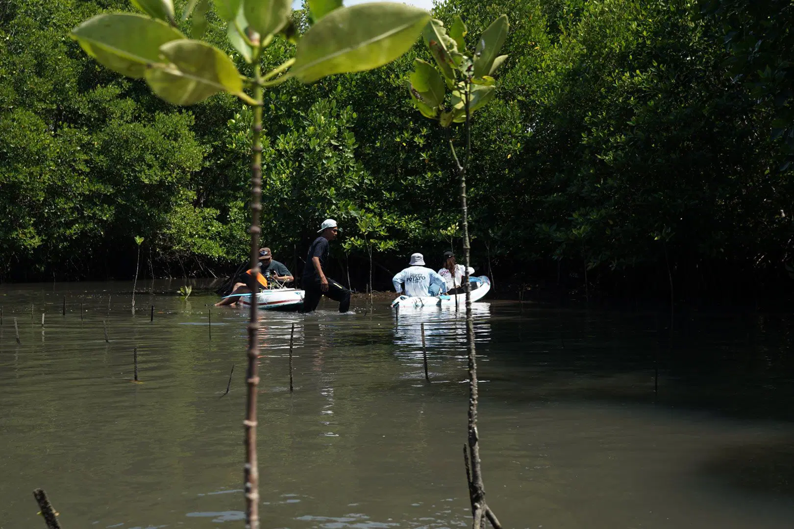 Mangrove Conservation
