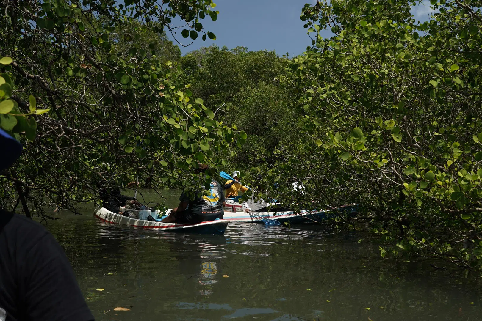 Mangrove Conservation