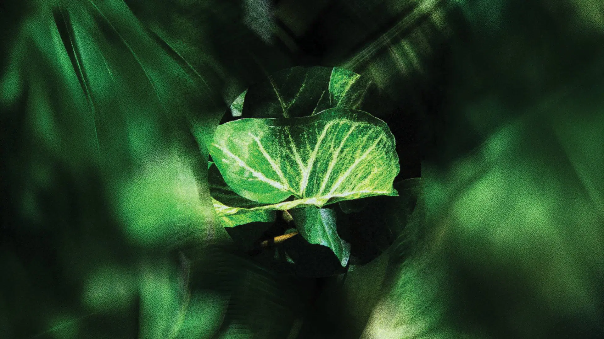 Purnama April 2025.jpg