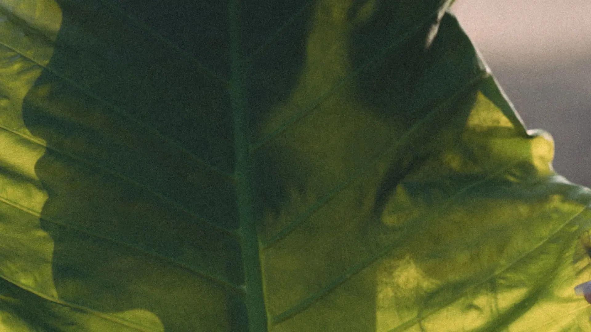 Under the Rising Sun - Energy Activation and Meditation