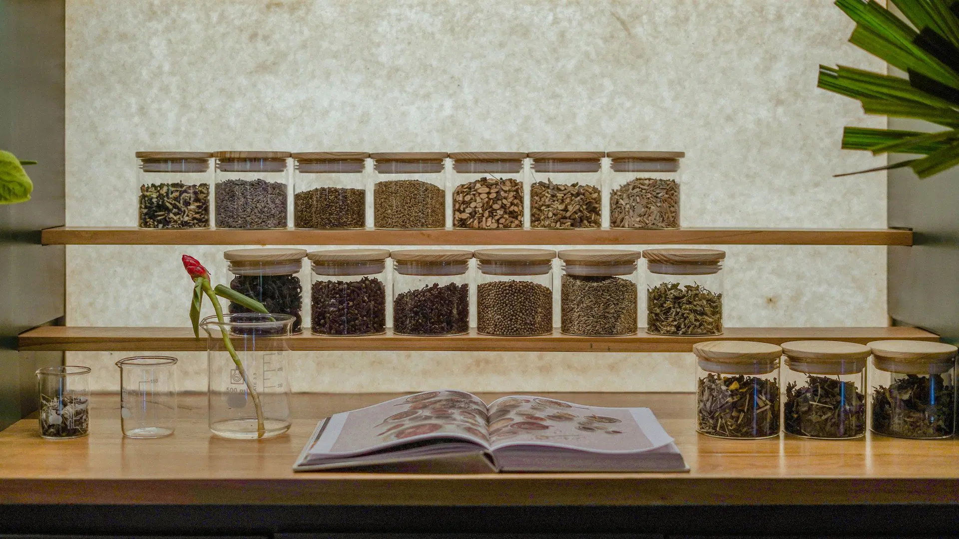 plant medicine workshop- gallery 1.jpg