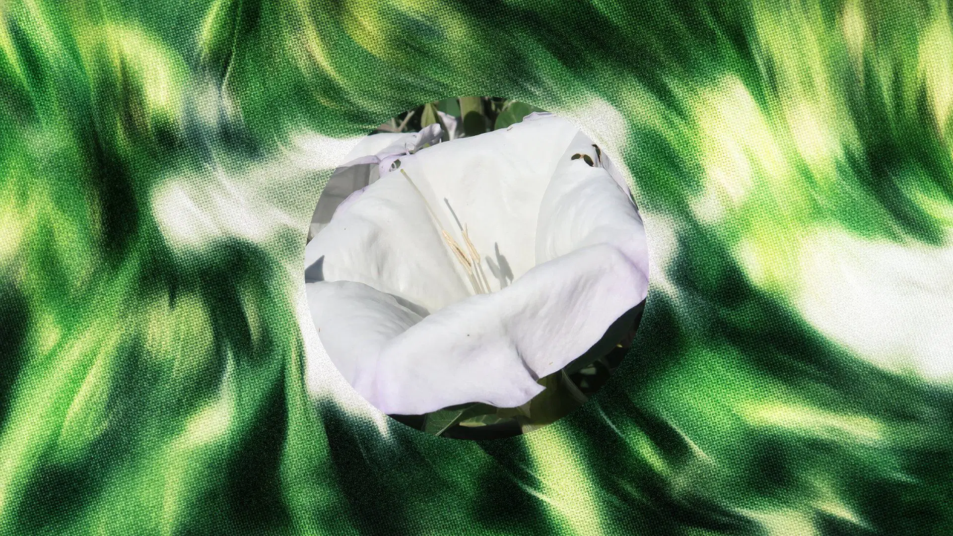 purnama - august 2025.jpg