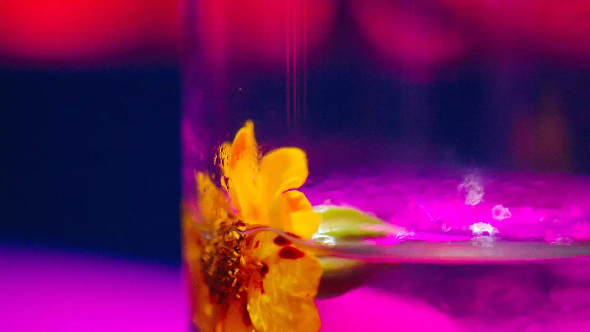 Close-up of a Tanaman cocktail, part of the plant-based festive dinner pairing at Desa Potato Head Bali