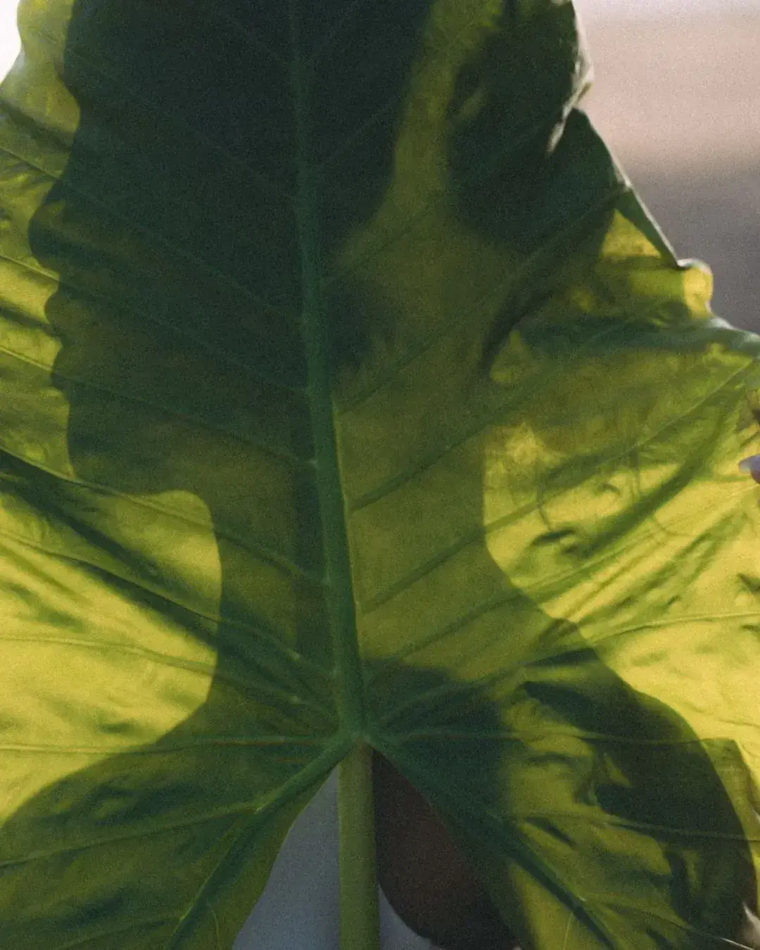 under the rising sun.webp